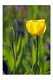 Tulpen M 09